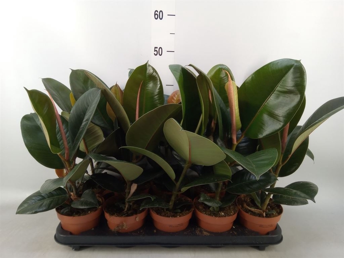 <h4>Ficus elastica 'Robusta'</h4>