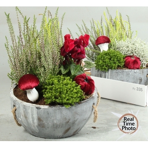 ARR TUINPLANTEN