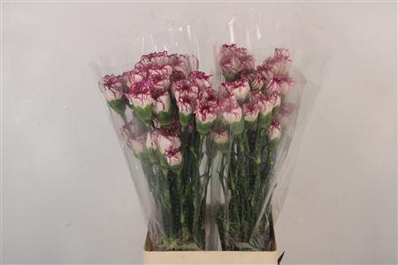 <h4>Di St Alicia</h4>