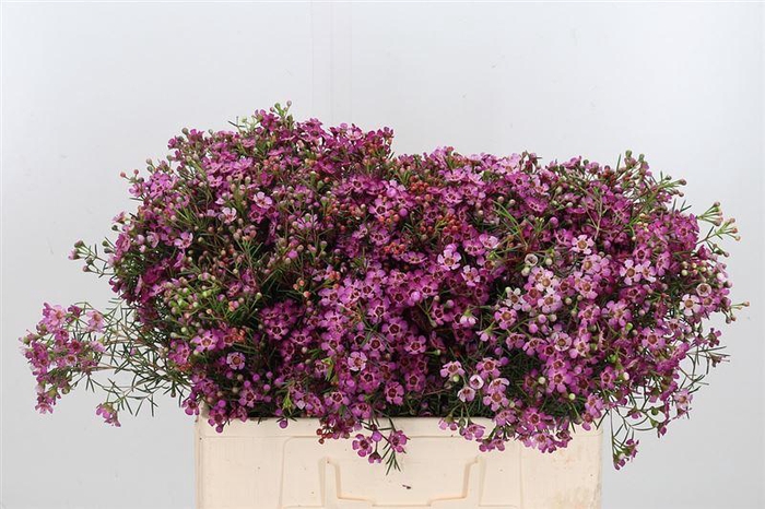 <h4>Chame Un Jupiter</h4>