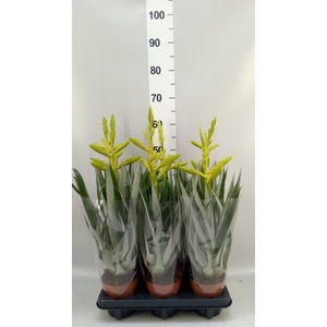 Tillandsia oerstediana