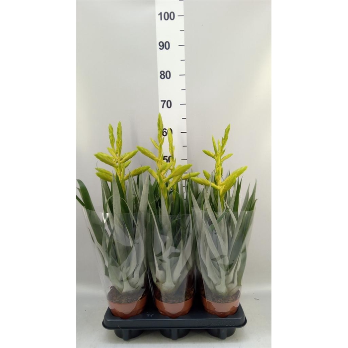 <h4>Tillandsia oerstediana</h4>
