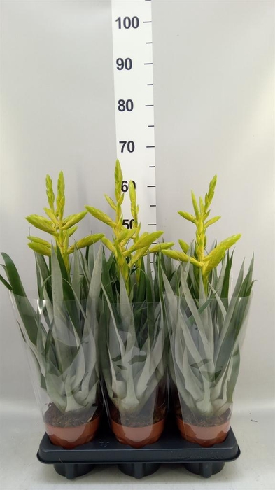 Tillandsia oerstediana