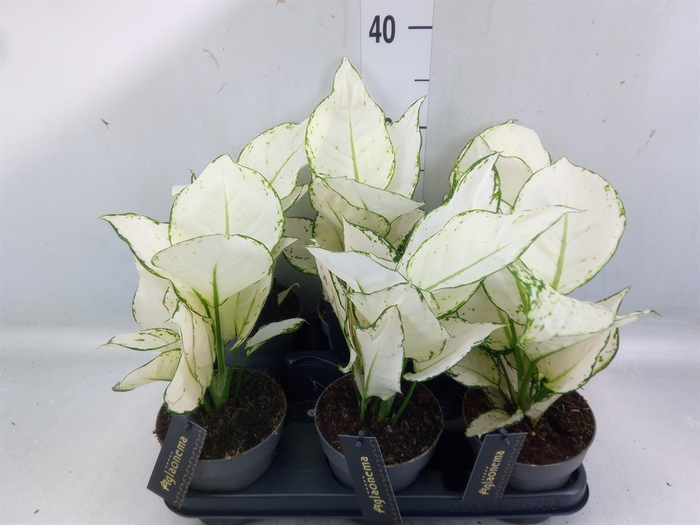 <h4>Aglaonema  'White Joy'</h4>