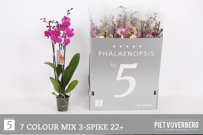 <h4>PHAL GEM 7 KL</h4>