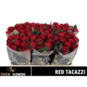 R GR RED TACAZZI+