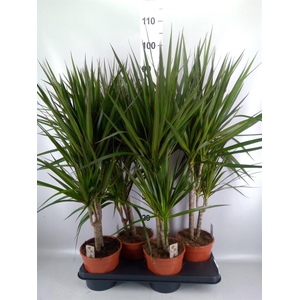 Dracaena marg.
