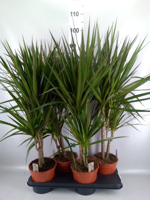 <h4>Dracaena marg.</h4>