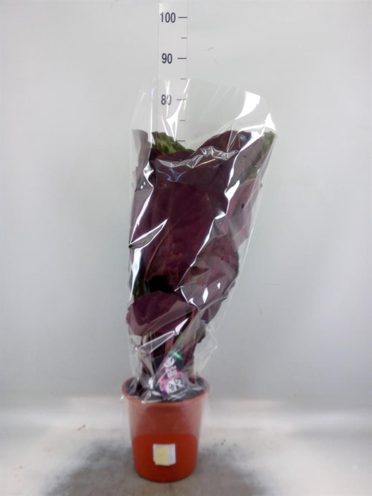 <h4>Calathea   ...mix</h4>