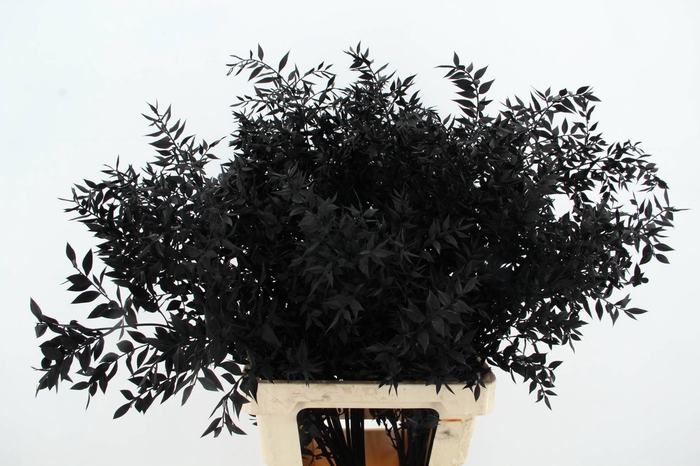 <h4>DF Ruscus 70cm Bs Black</h4>