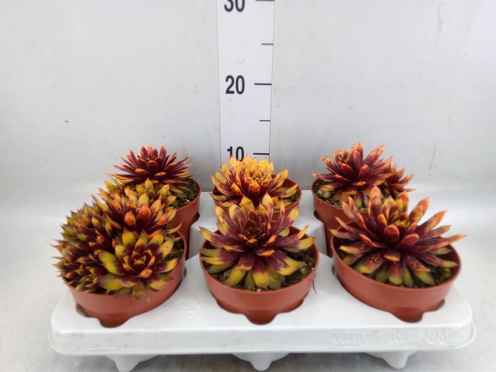 <h4>Succulents   ...</h4>