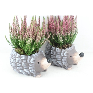 arr4 Outdoor PL - Ker. egel calluna