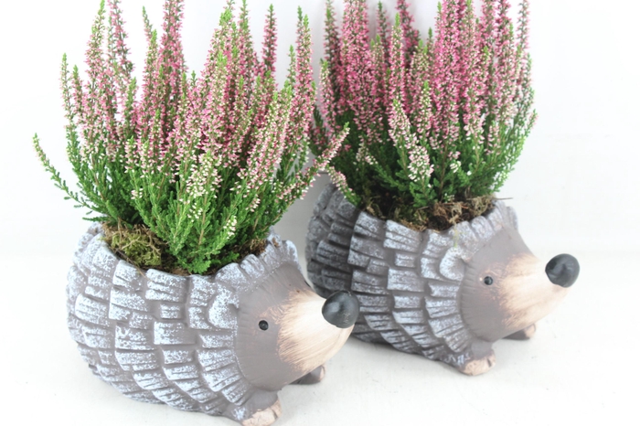 <h4>arr4 Outdoor PL - Ker. egel calluna</h4>