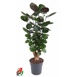 Polyscias Fabian Vertakt