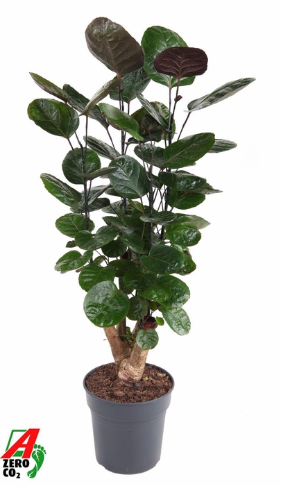 <h4>Polyscias Fabian Vertakt</h4>