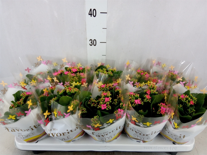 <h4>Kalanchoe blos. 'Favor Bella Rosa'</h4>