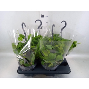 Dischidia platyphylla