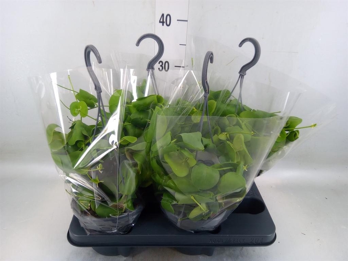 <h4>Dischidia platyphylla</h4>