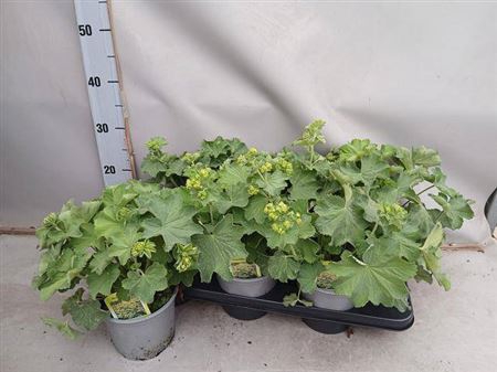 <h4>Alchemilla Mol Senior</h4>