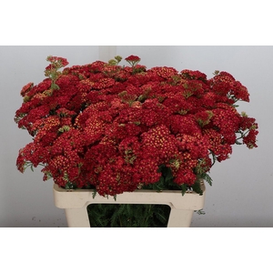 Achillea millef. 'Paprika'