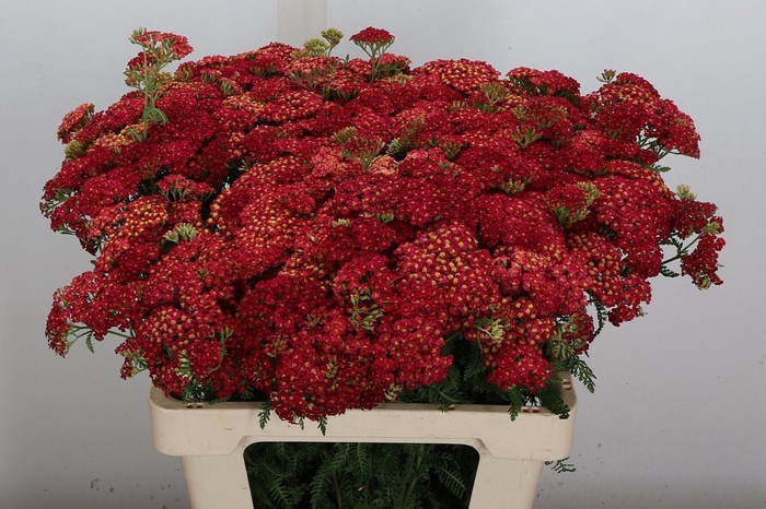 Achillea millef. 'Paprika'