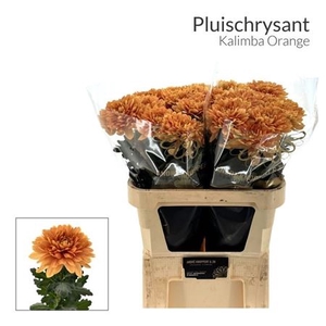 Chr G Kalimba Orange