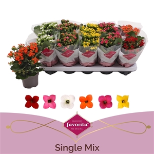 Kalanchoe Favorita 6 colour mix - st 1