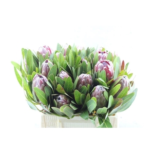 PROTEA PINK ICE