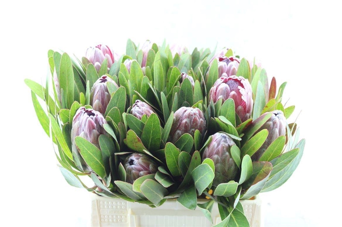 <h4>PROTEA PINK ICE</h4>