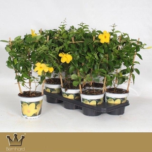 Dipladenia P15 Rek Diamantina Opale Citrine