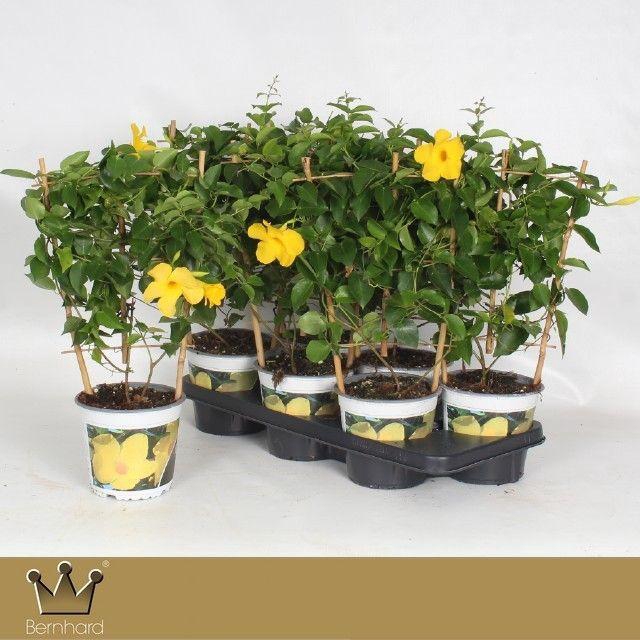 <h4>Dipladenia P15 Rek Diamantina Opale Citrine</h4>