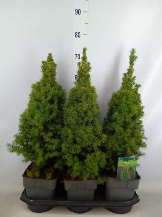 <h4>Picea glauca 'Perfecta'</h4>