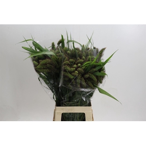 Siergras Setaria Italica