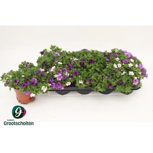 CALIB CA MM VOLTAIRE