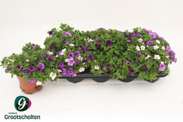 <h4>CALIB CA MM VOLTAIRE</h4>