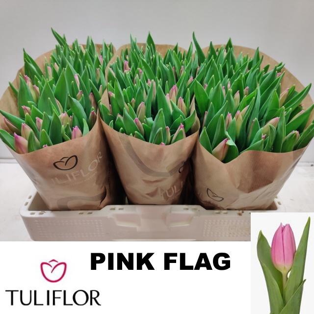 <h4>TU EN PINK FLAG</h4>