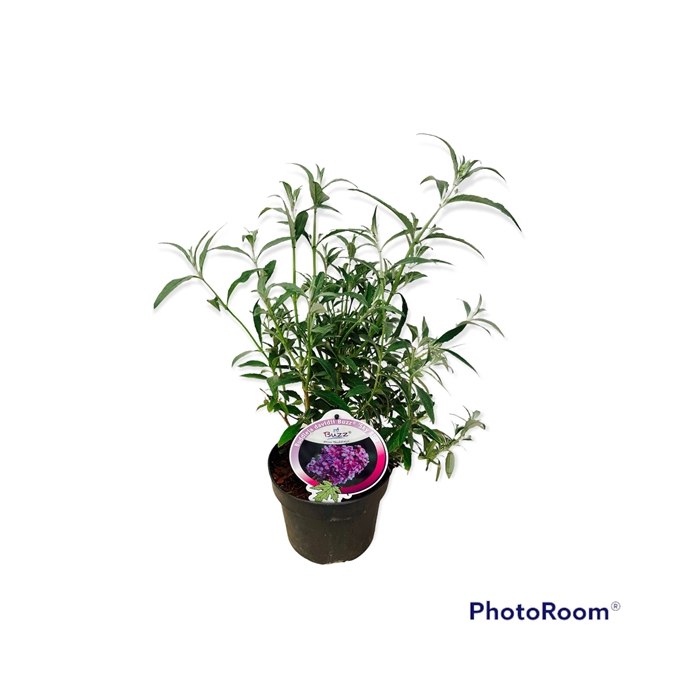 <h4>Buddleja Buzz Sky Blue</h4>