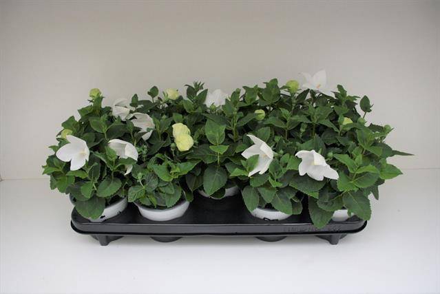 <h4>Platycodon gr. Astra White</h4>