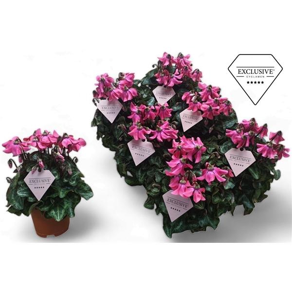 Cyclamen persicum kleinbloemig Super Serie Petticoat