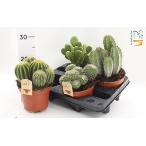 CACTUS GEM