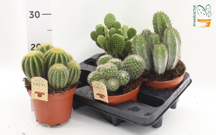 <h4>CACTUS GEM</h4>
