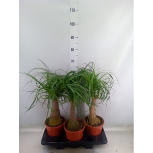 Beaucarnea recurvata