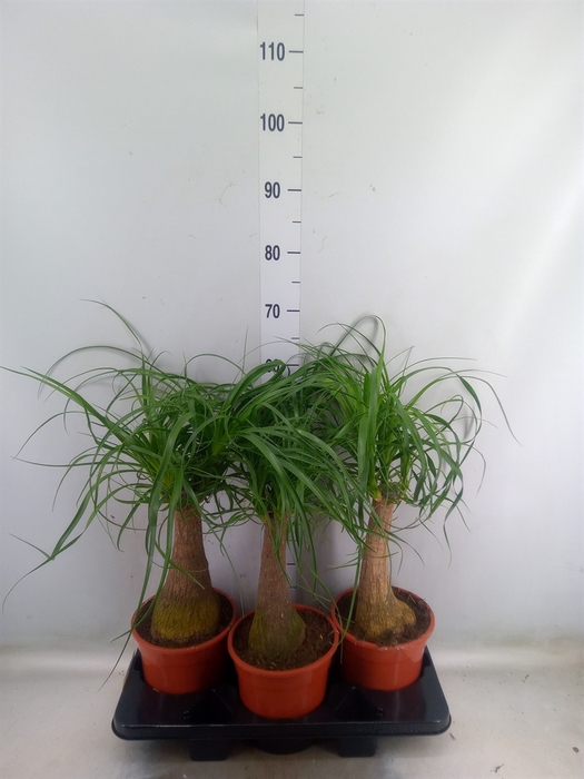 <h4>Beaucarnea recurvata</h4>
