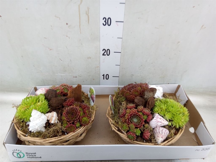 <h4>Arr.  Sempervivum L%</h4>