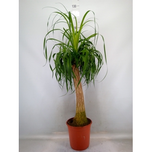 Beaucarnea recurvata