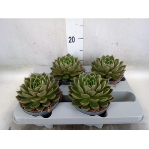 Echeveria   ...not flowering
