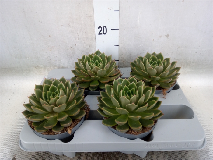 <h4>Echeveria   ...not flowering</h4>