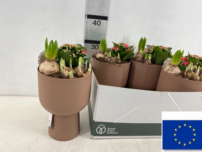 <h4>ARR TUINPLANTEN</h4>