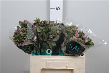 <h4>Hell Mammoth Pink</h4>