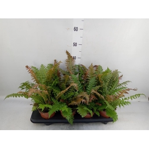 Blechnum gibbum   ...